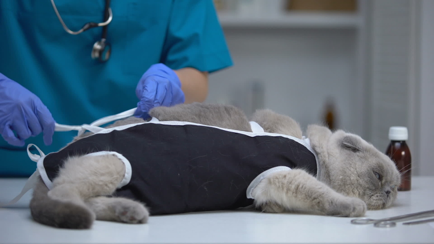 Сколько стоит стерилизовать кошку самара thumbnail