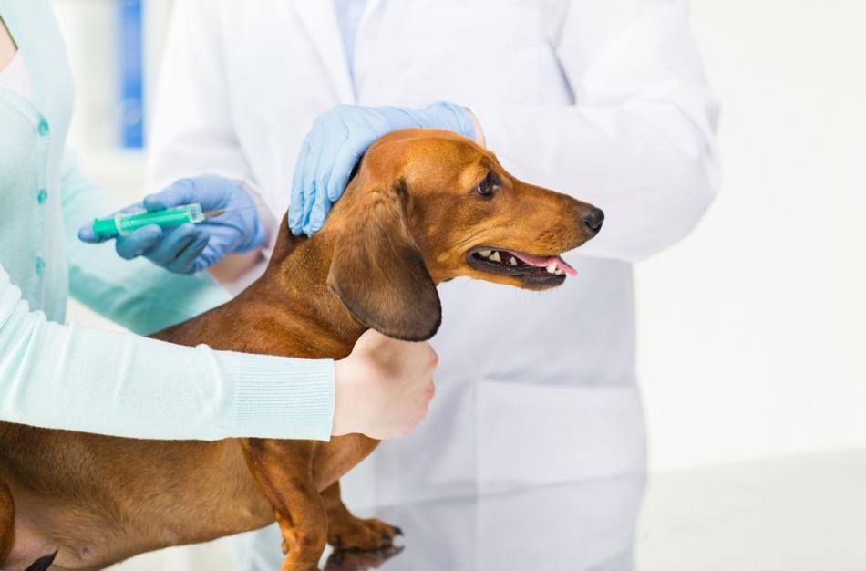 Прививки для собак самара thumbnail